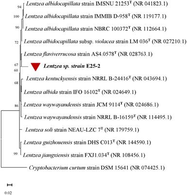 Exploring the antimicrobial and antioxidant properties of Lentzea flaviverrucosa strain E25-2 isolated from Moroccan forest soil